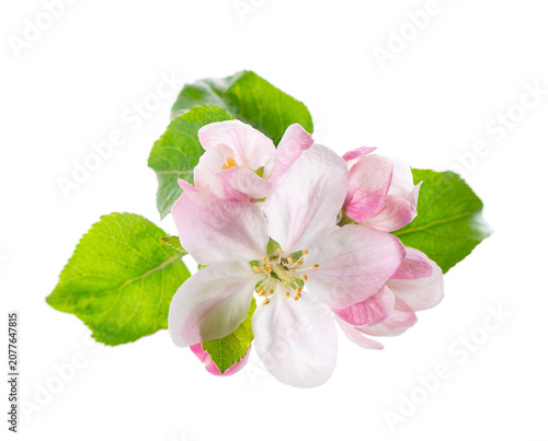 Spring apple blossom isolated on white background. Branch of flowering apple tree with pink and white flowers and green leaves. Clipping path.