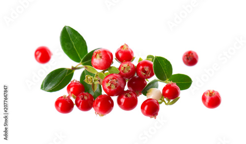 Fresh cowberry berries with leaves, isolated on white background. Ripe cranberry, cowberry, lingonberry. Clipping path.