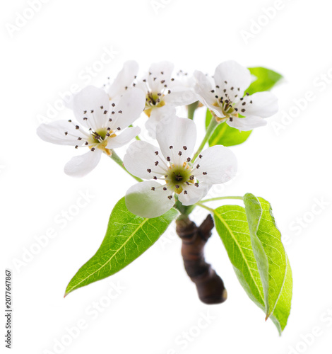 Pear tree blossoms isolated on white background. Branch of flowering pear with white flowers and green leaves in spring. Clipping path.