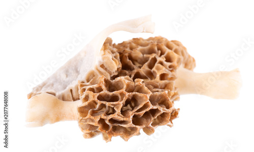 Morel mushroom isolated on white background. Morchella esculenta. Spring edible fungi. Clipping path.