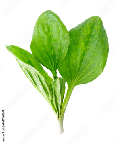 Fresh plantain leaves isolated on white background. Plantago major herb. Medicinal green leaves for traditional medicine. Clipping path.