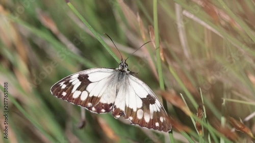 Mariposa medioluto ibérica moviendo los palpos labiales en cámara lenta sobre la vegetación en el Parque Natural de la Sierra de Mariola, Bocairent, España