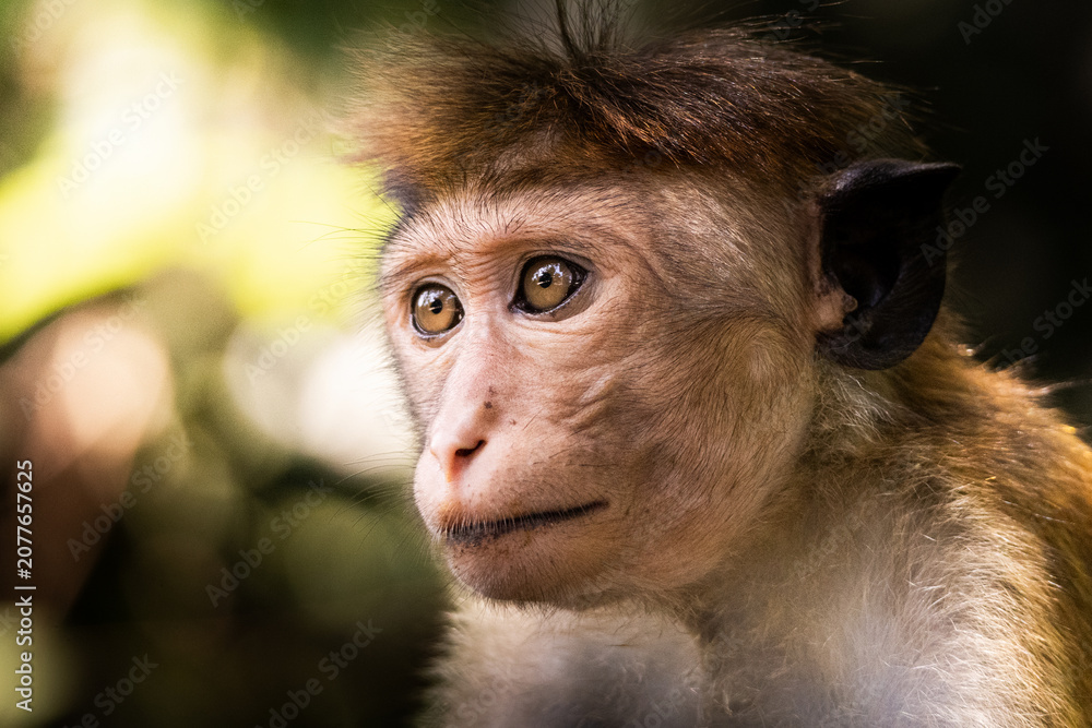Obraz premium Close up portrait of a monkey (toque macaque) against a green blurred background, Sri Lanka