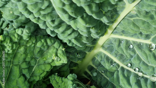 A close-up of raindrops on cabbage leaves. Summer design background with space for text.