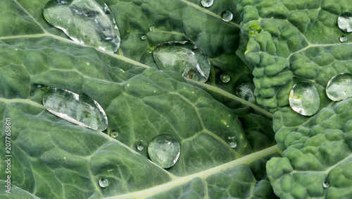 A close-up of raindrops on cabbage leaves. Summer design background with space for text.