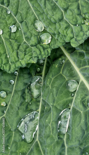 A close-up of raindrops on cabbage leaves. Summer design background with space for text.