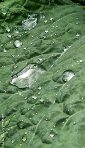 A close-up of raindrops on cabbage leaves. Summer design background with space for text.
