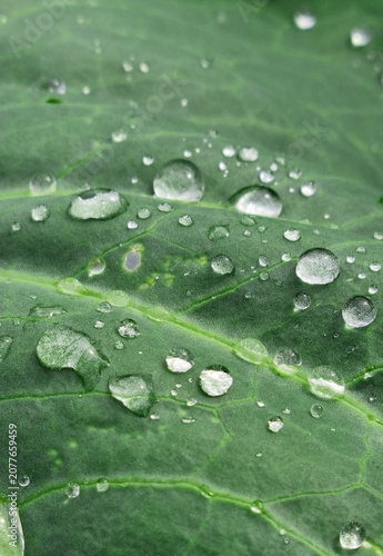 A close-up of raindrops on cabbage leaves. Summer design background with space for text.