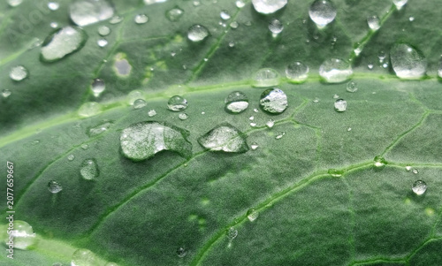 A close-up of raindrops on cabbage leaves. Summer design background with space for text.