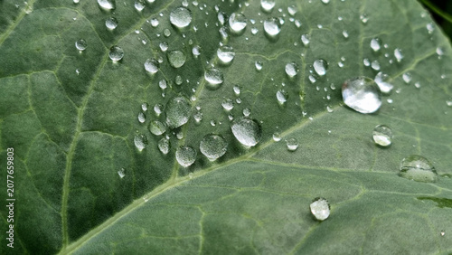 A close-up of raindrops on cabbage leaves. Summer design background with space for text.
