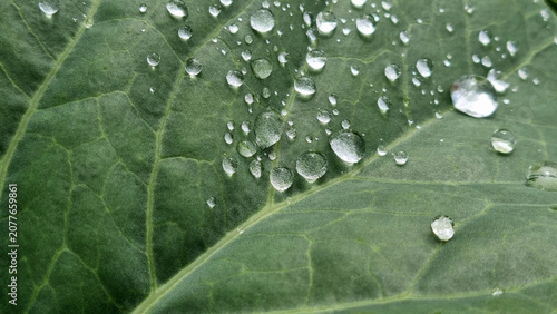 A close-up of raindrops on cabbage leaves. Summer design background with space for text.