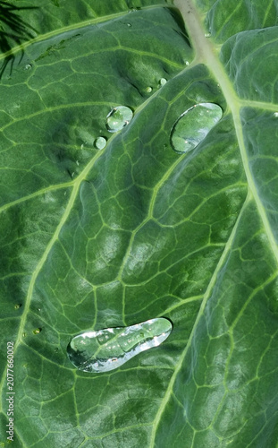 A close-up of raindrops on cabbage leaves. Summer design background with space for text.