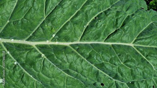 A close-up of raindrops on cabbage leaves. Summer design background with space for text.