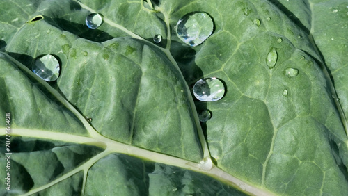 A close-up of raindrops on cabbage leaves. Summer design background with space for text.
