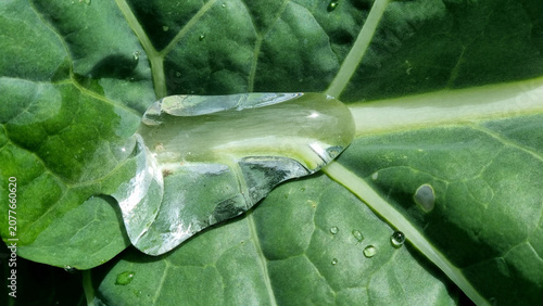 A close-up of raindrops on cabbage leaves. Summer design background with space for text.