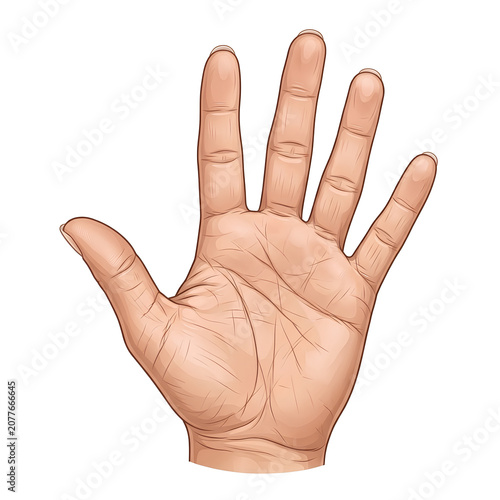 Open Hand Palm Up Illustration Focused on Hand Anatomy.