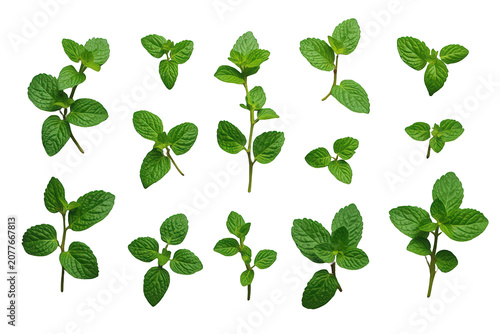 Fresh green mint leaves and peppermint herb twigs with aromatic foliage, natural seasoning or garnishing ingredients