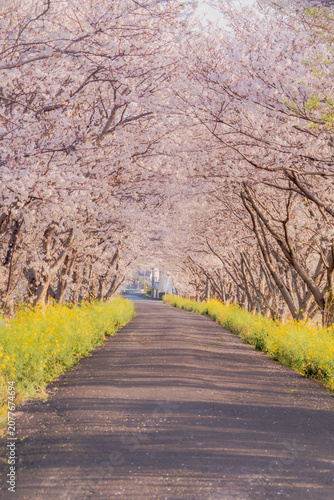 Cherry Blossom Tunnel with Yellow Canola Flowers Along a Quiet Country Road in Spring, Japan