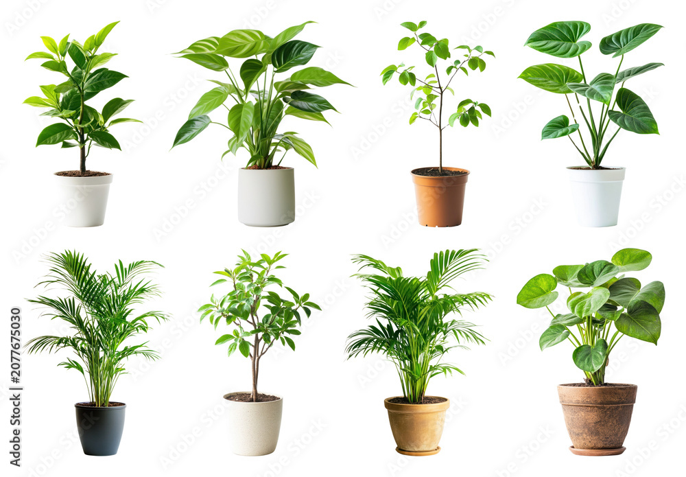 Fototapeta premium PNG Vibrant potted plants collection on transparent background