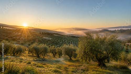  Paisaje de olivos al amanecer con niebla suave y luz dorada en el campo andaluz.