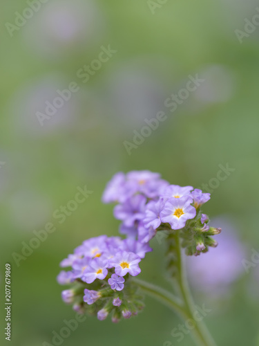 薄紫のヘリオトロープが初夏の花壇に咲く
