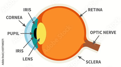 Photos Human Eye Anatomy Vector Illustration Vector
