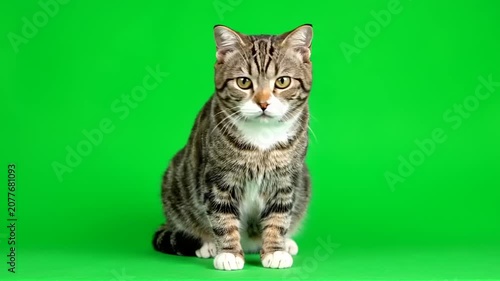 A beautiful tabby cat with striped fur sits calmly, looking directly at the camera. Isolated against a vibrant green screen, this domestic feline is perfect for digital content creation