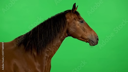 Majestic brown horse profile on green screen background for 4k stock video compositing asset