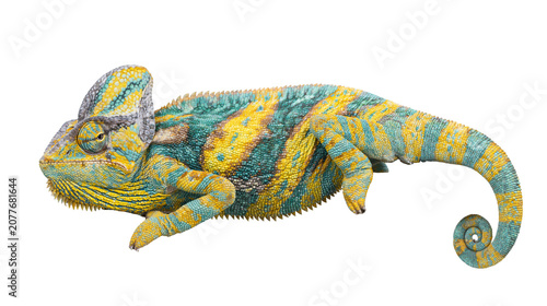 Photos Veiled chameleon with yellow and turquoise scales