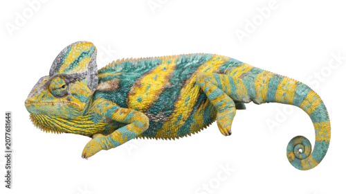 Fototapeta na wymiar Veiled chameleon with yellow and turquoise scales