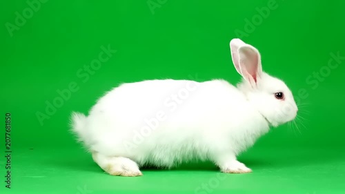 Adorable White Dwarf Rabbit Standing on a Green Screen Background for Video Compositing