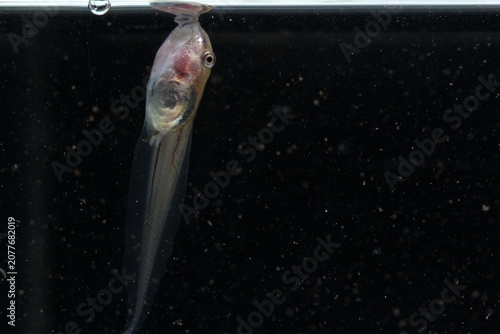 Foto Macro close up of a frog tadpole breathing at the water surface with dark background