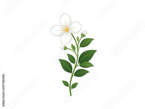 White Jasmine Flower Illustration with Green Leaves on White Background