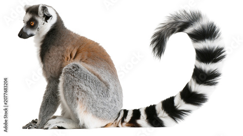 Fotografía Ring-tailed lemur sitting with distinctive black and white striped tail curled