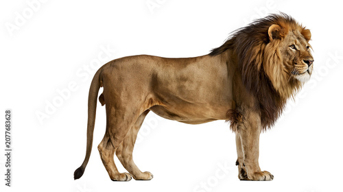 Photography Majestic male lion with full mane standing profile view