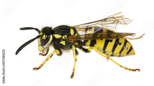 Foto Yellow and black striped wasp insect with wings