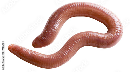 Bild auf Leinwand Pink earthworm with segmented body curled on white