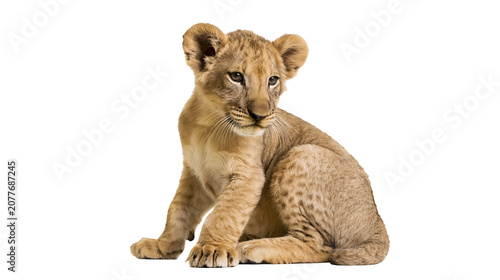 Bild auf Leinwand Lion cub sitting, looking to the side