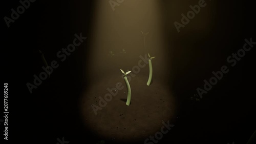 Sprouting two green seedlings pushing up unfurling seed leaves toward warm beam in soil with chaff