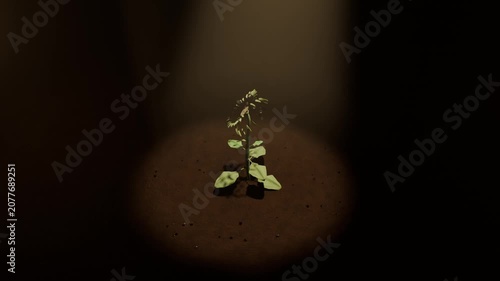 Sprouting seed responding to warm light on circular soil patch, cracking and pushing toward light