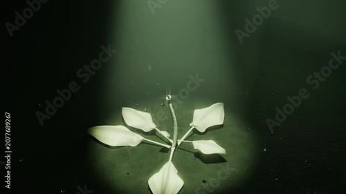 Sprouting seedling responding to spark, reaching to spotlight, unfurling leaves and ring appearing