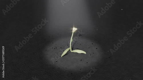 Intensifying spotlight causing seed cracking and sprout growing, seeking light, pink bloom glowing