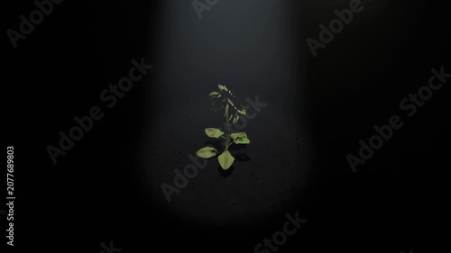 Unfolding sunflower plant responding to narrow light column, opening yellow petals under spotlight