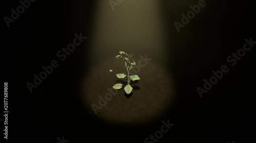 Appearing seed in soil patch, sprout emerging, stem elongating toward spotlight, bud opening petals