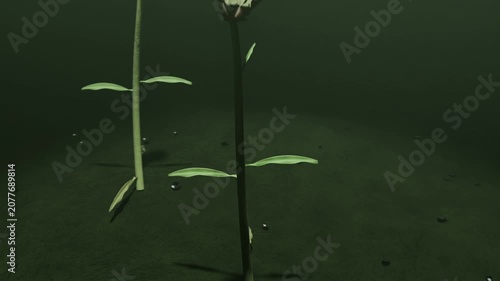 Emerging pale shuttle buds sprouting and lifting into stems in green chamber forming dark flowers