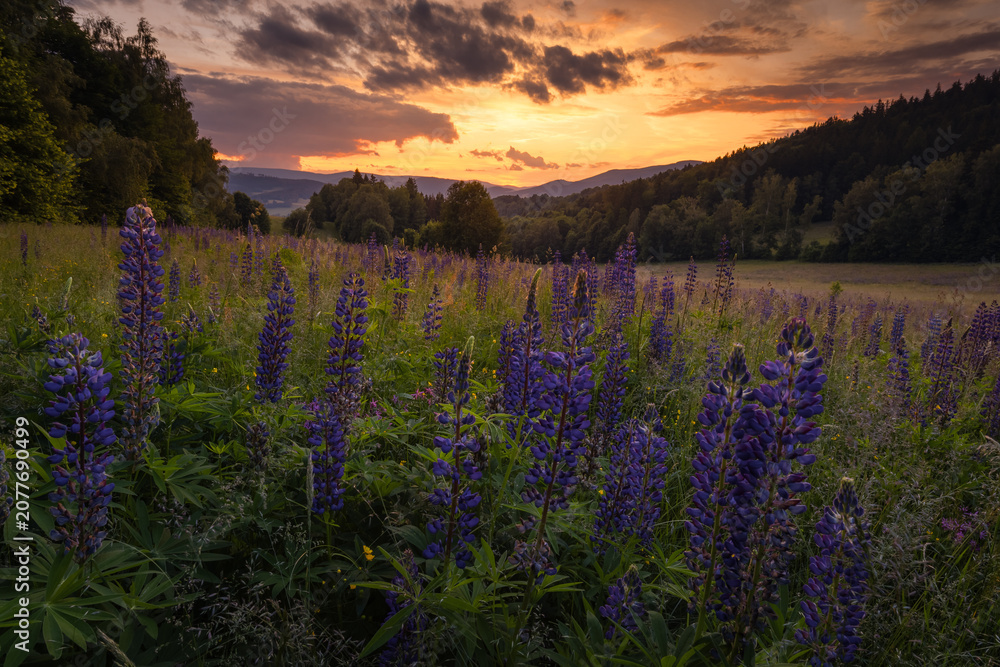 Naklejka premium Beautiful blooming purple lupine flowers in the scenic Jeseniky Mountains landscape. Summer alpine meadow with vibrant wild flora.