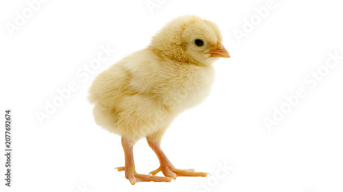 Картината върху платно Fluffy yellow chick standing on white