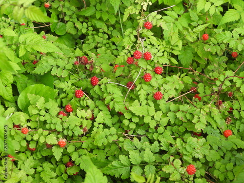 Tableau sur toile abundant in wild raspberries