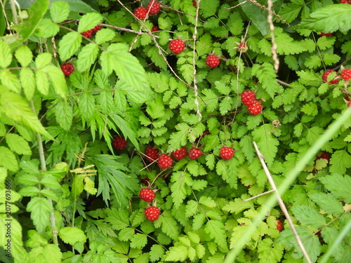 Tableau sur toile abundant in wild raspberries