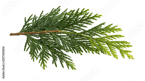 Fotografie Green cedar branch with scale-like leaves